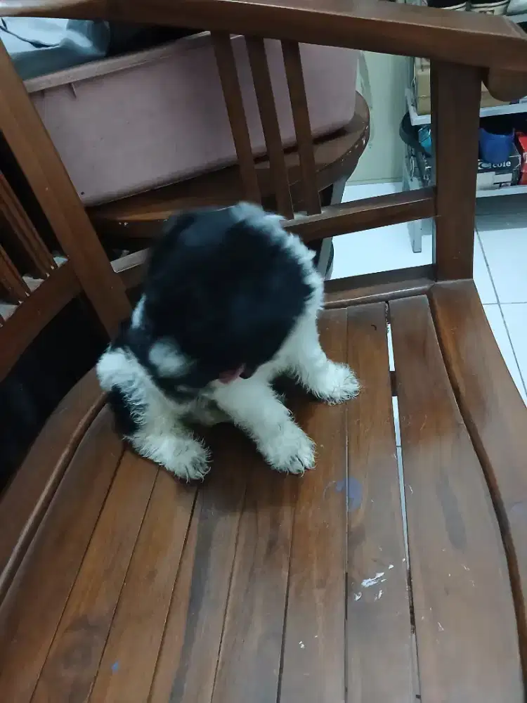 Anjing ras shipo