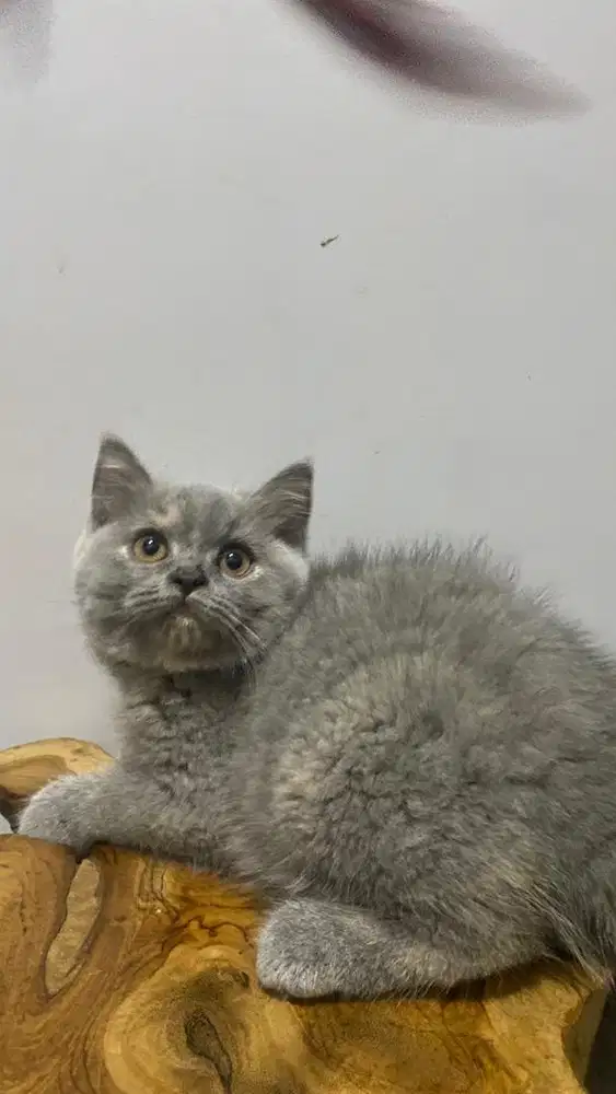 BSH Tortie Kitten