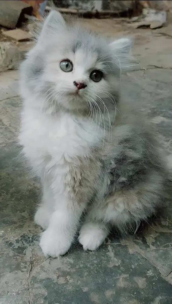 KITTEN PERSIA MEDIUM