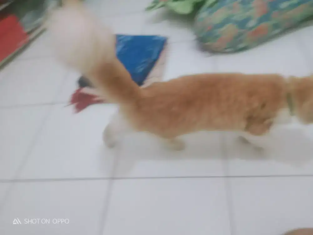 Kucing persia medium 11 bulan betina