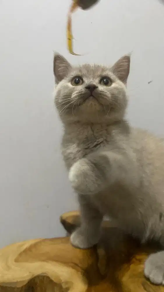 British Short Hair (BSH) Kitten