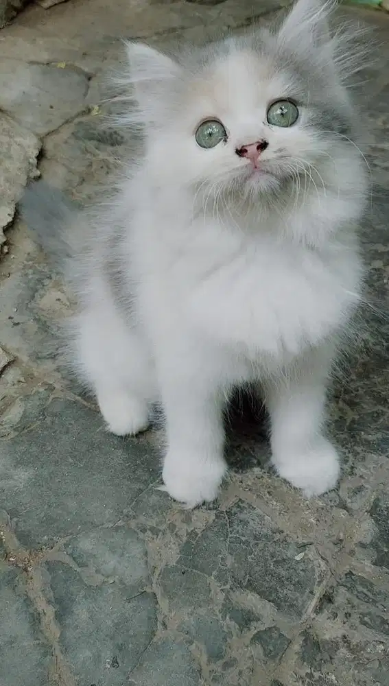 KITEN PERSIA MEDIUM