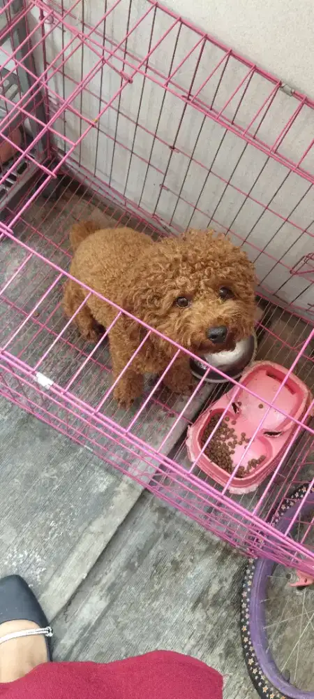 Di Jual anjing poodle