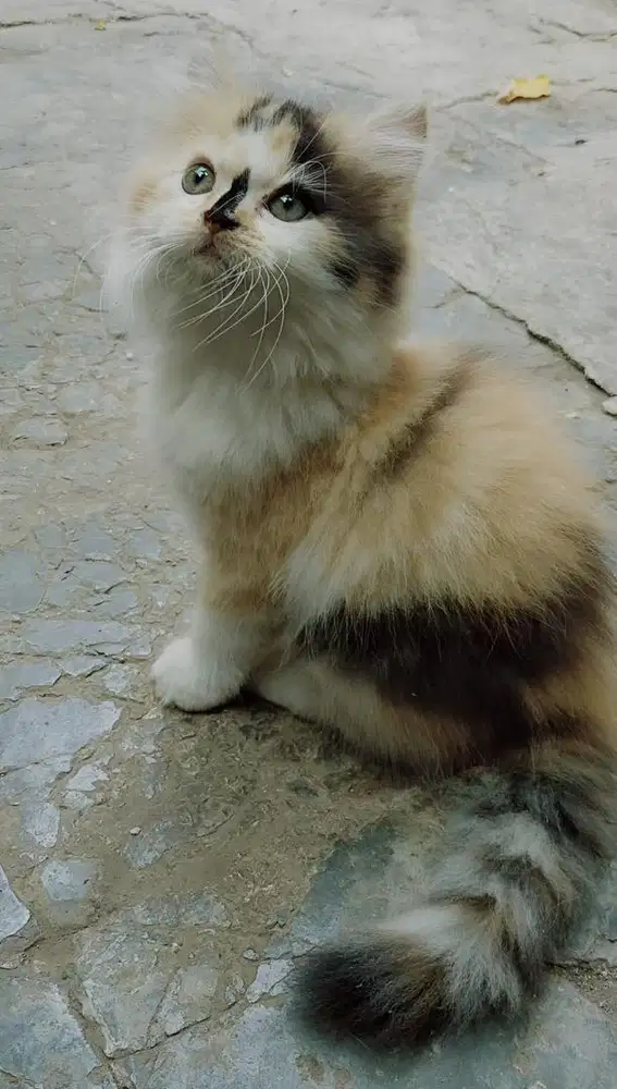 KITTEN PERSIA CALICO