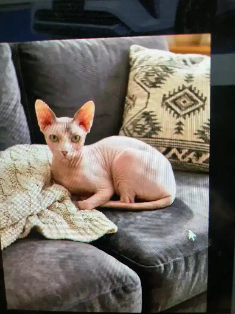 Kucing Sphynx jantan