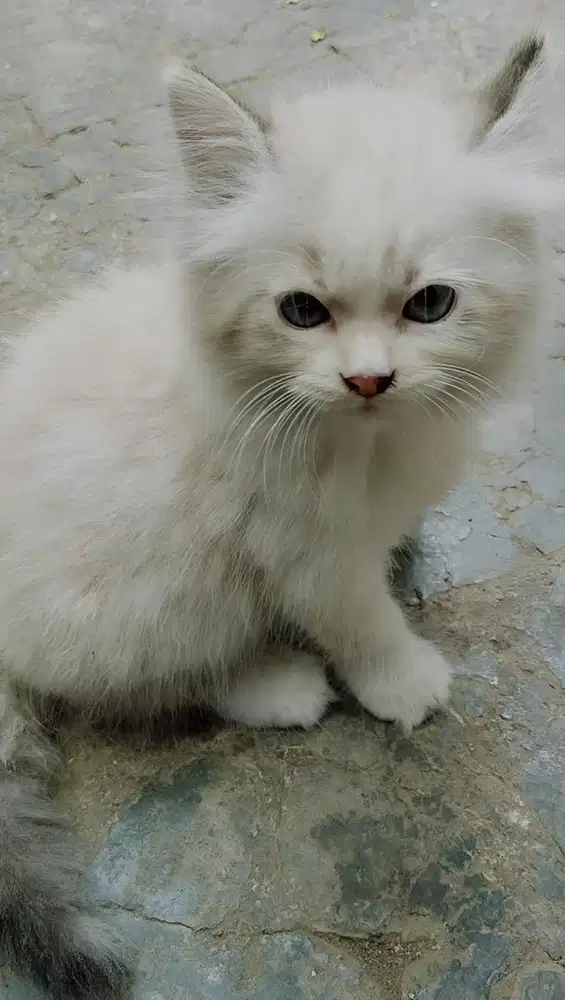 KITTEN PERSIA MEDIUM