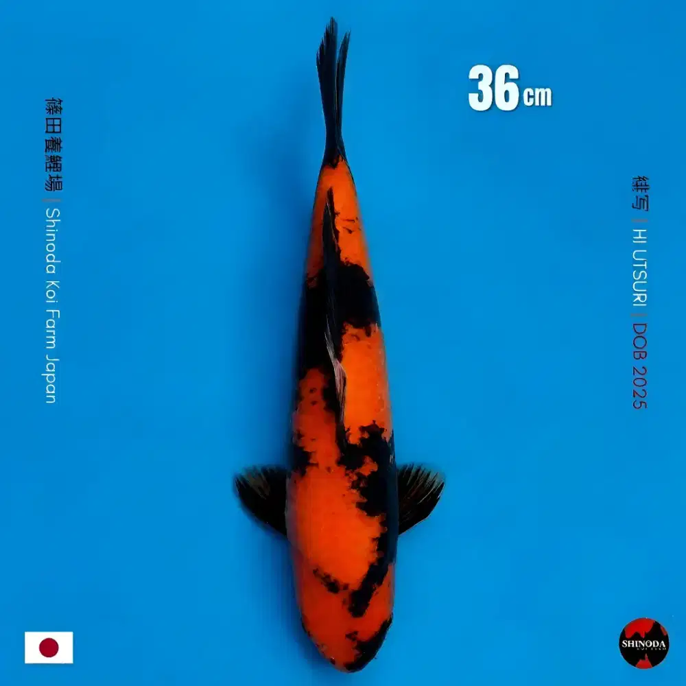 Koi Hi Utsuri import Shinoda Koi Farm 36cm Bersertifikat High Quality