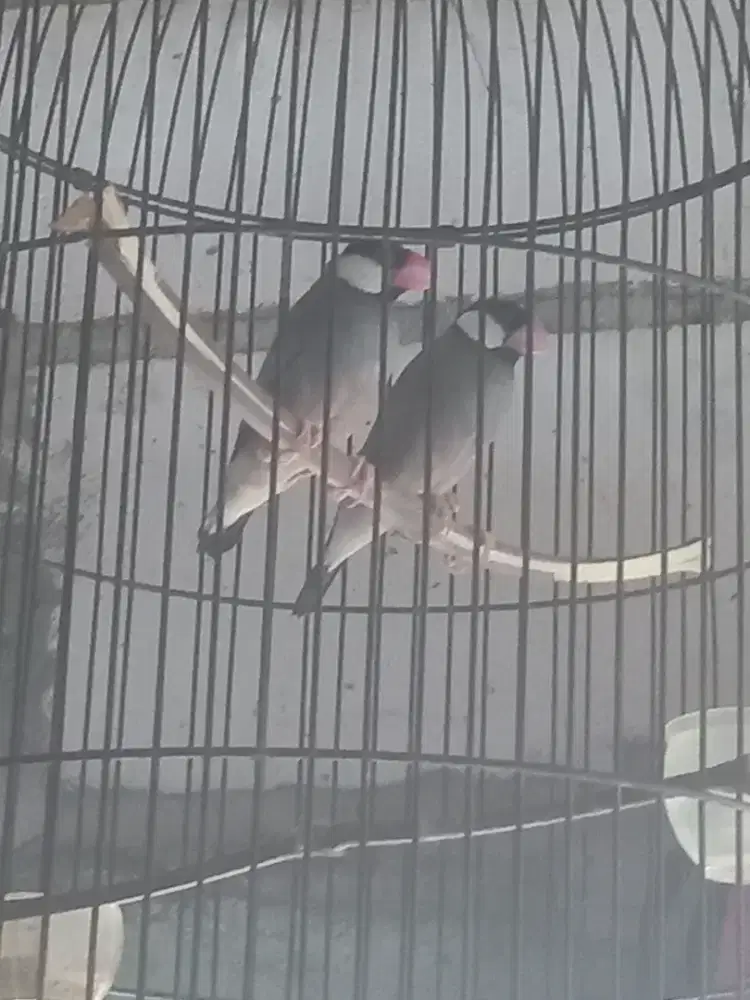Burung gelatik sepasang