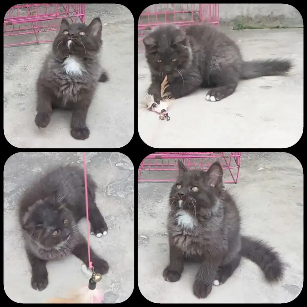 Kitten 2,5 bln.