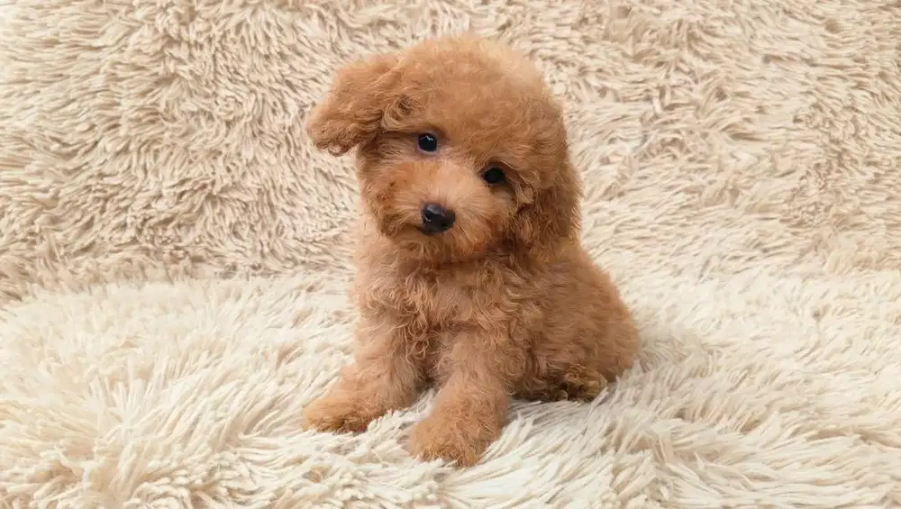 Poodle 2 betina 2 jantan