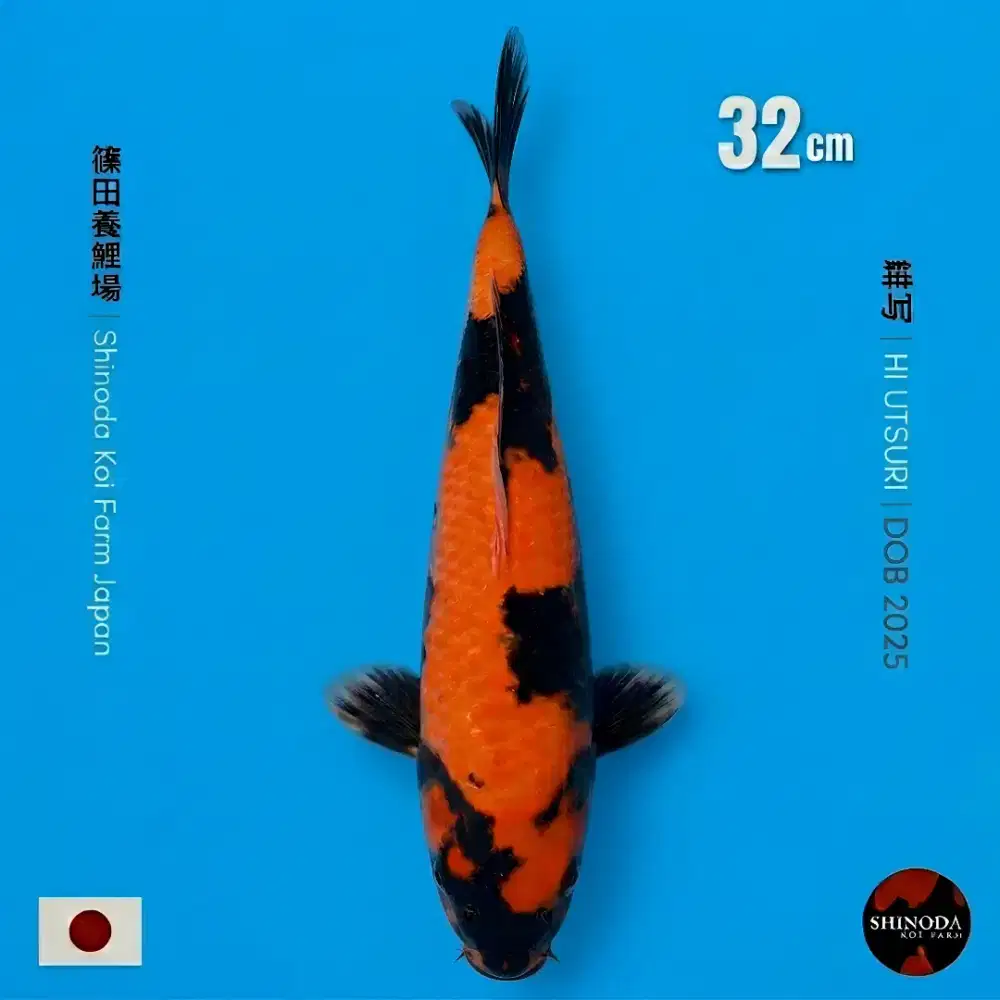 Koi Hi Utsuri import Shinoda Koi Farm 32cm Bersertifikat High Quality