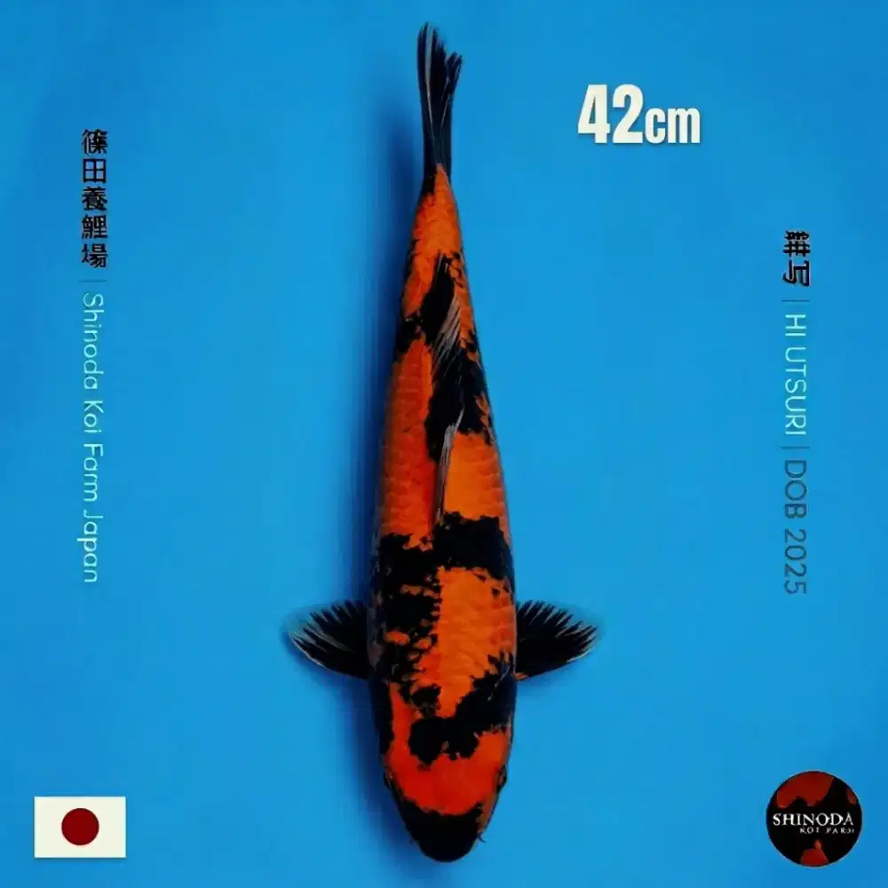Koi Hi Utsuri import Shinoda Koi Farm 42cm Bersertifikat High Quality