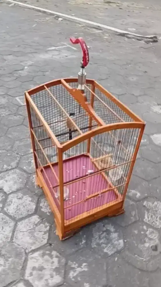 burung cendet fullsett