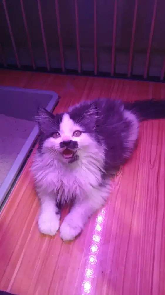 Kucing maincoone dan Bsh