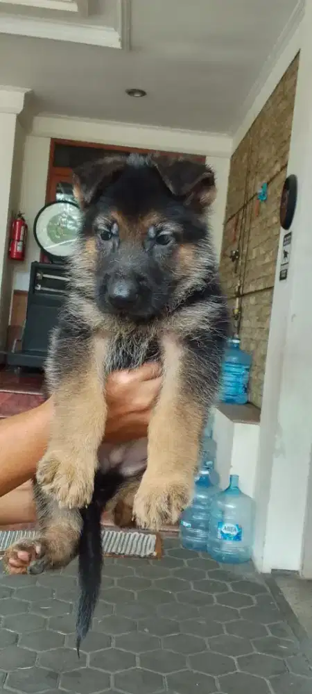 German shepherd/herder jantan •FALCO•