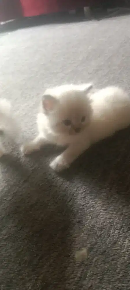 Kucing persia himalaya