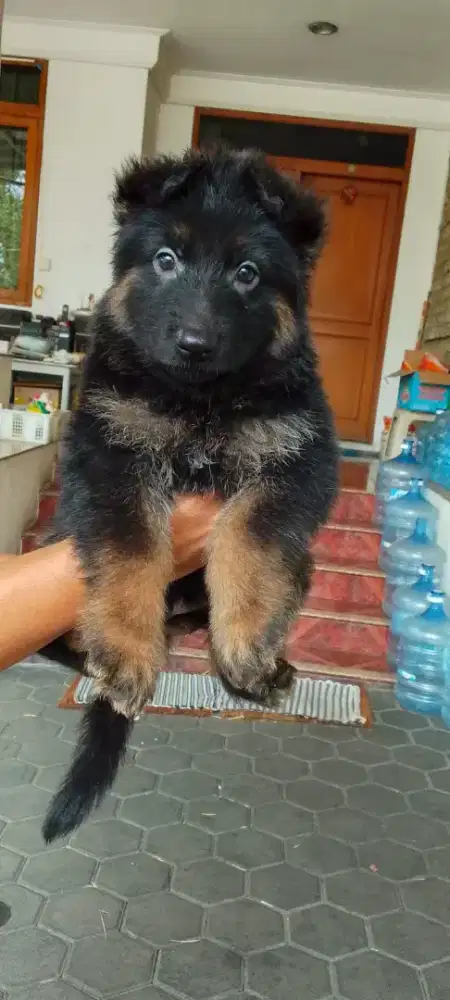 German shepherd/herder betina • FAUNA•