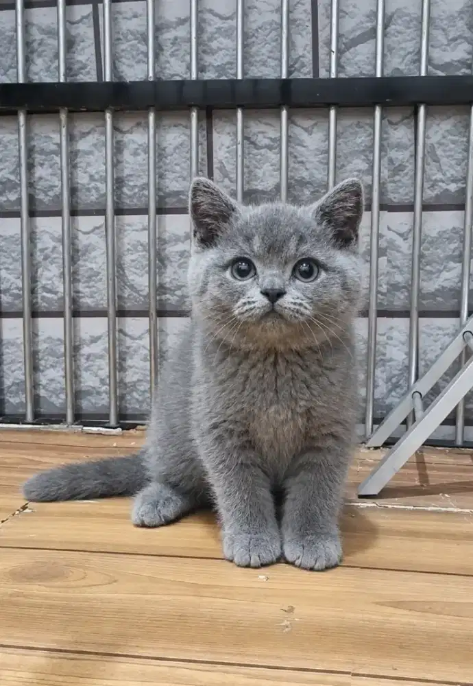 BSH Blue Jantan