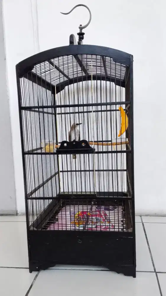 Jual cepat BU burung trucuk fullset