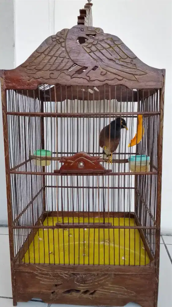 Jual cepat bu jalak Nias fullset
