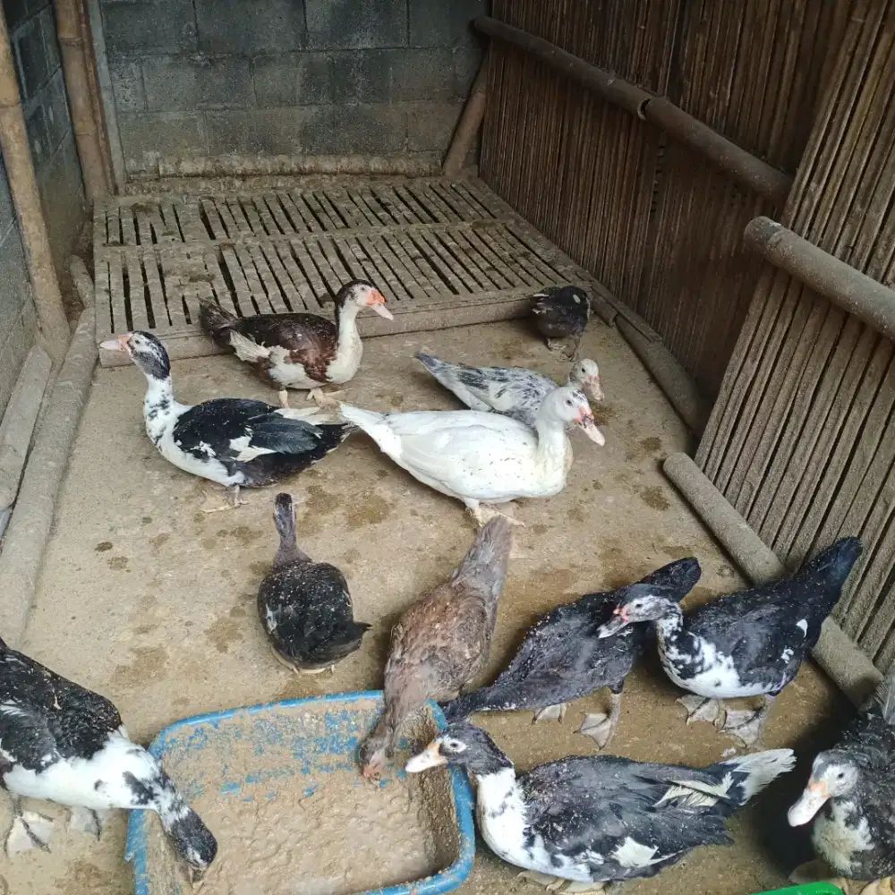 Dijual entok siàp bertelur sehat2 ada pejantan nya 4
