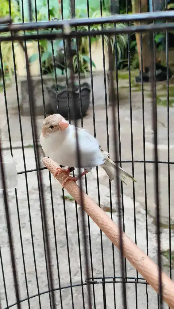 Kenari Putih Panda