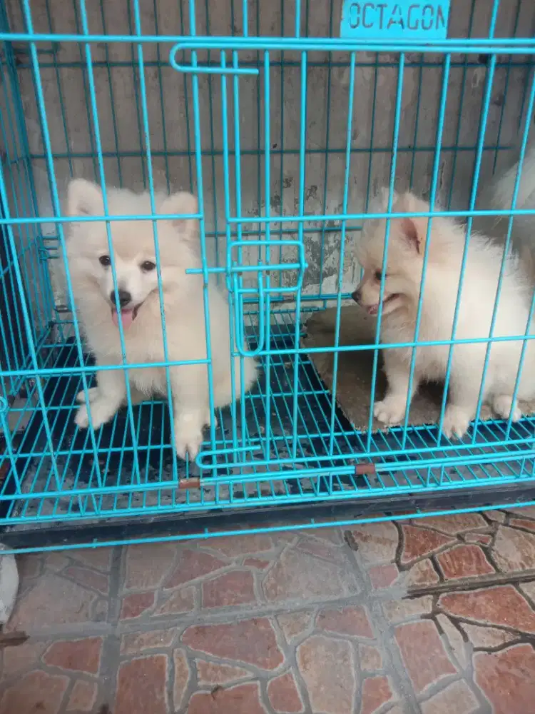 Anakan mini pom jtn 4 bln