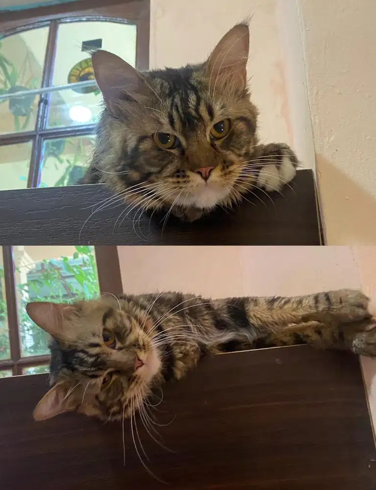Kucing mainecoon sepasang