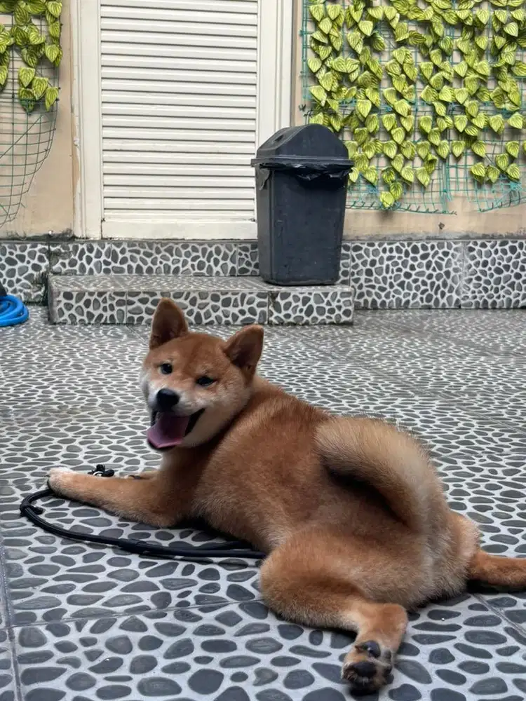 Anjing Shiba inu Jepang