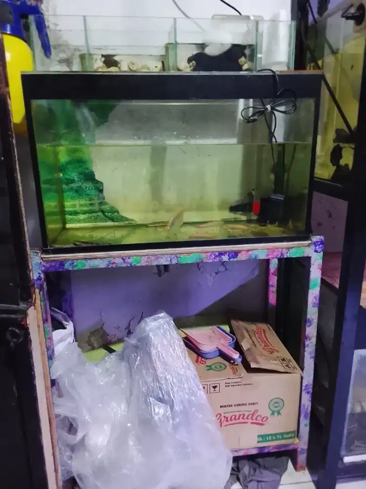Aquarium fullset dan rak