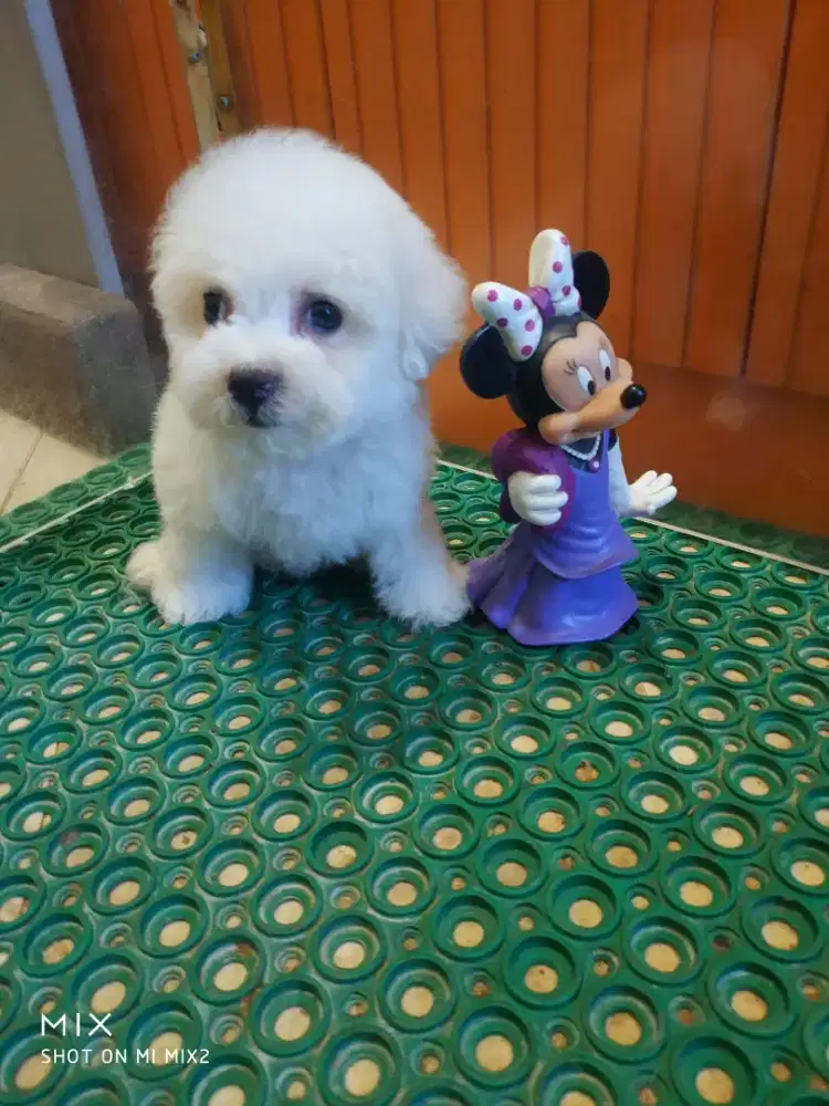 Bichon frise betina
