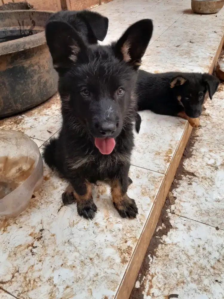 Anakan/puppy anjing german shepherd/herder