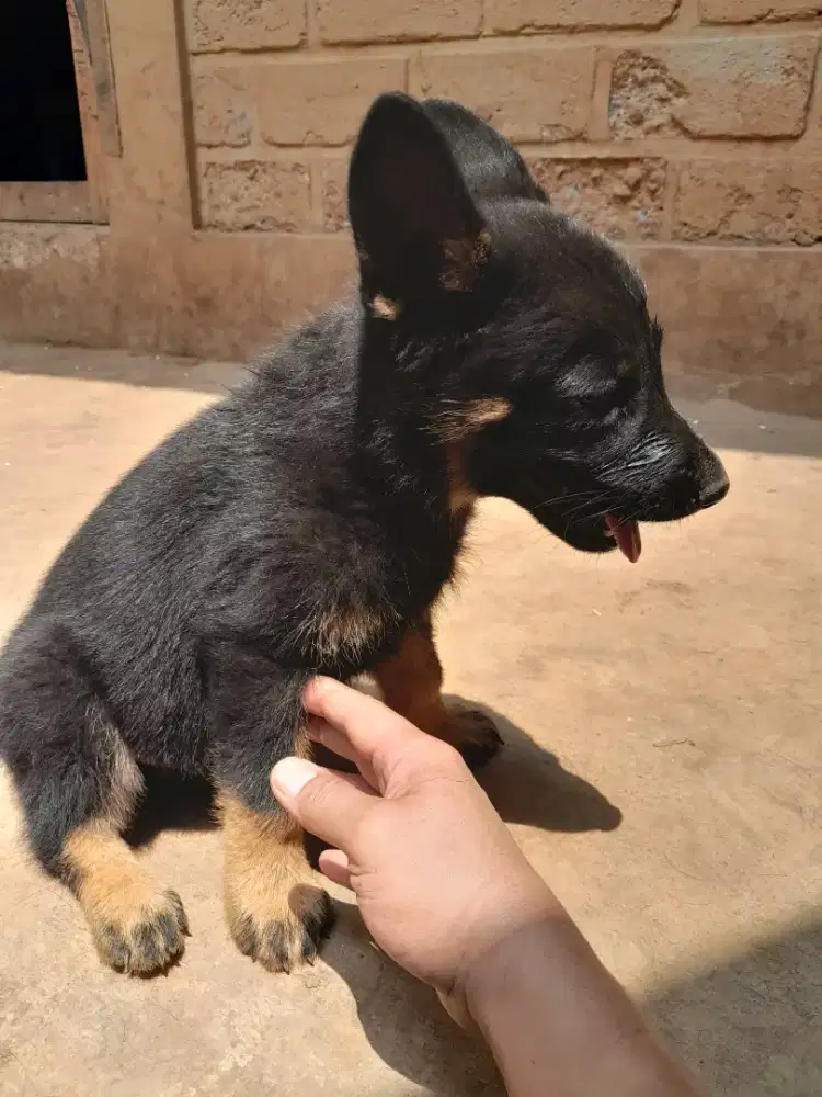 Anakan/puppy anjing german shepherd/herder