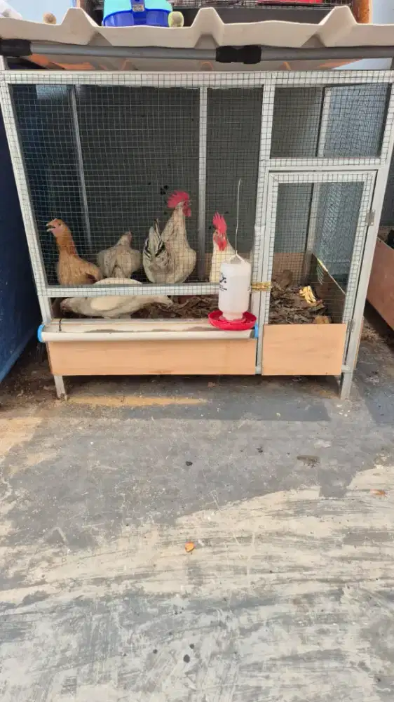 Dijual : Satu (1) Paket Ayam Petelur Elba : 1 Jantan + 4 Betina.