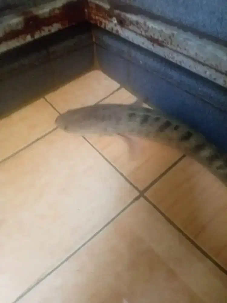 Ikan Gabus Channa Striata