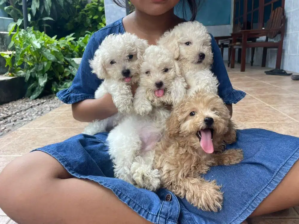 Toy Poodle Siap Adopsi