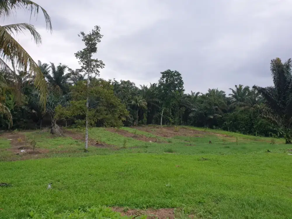 Dijual cepat kebun durian