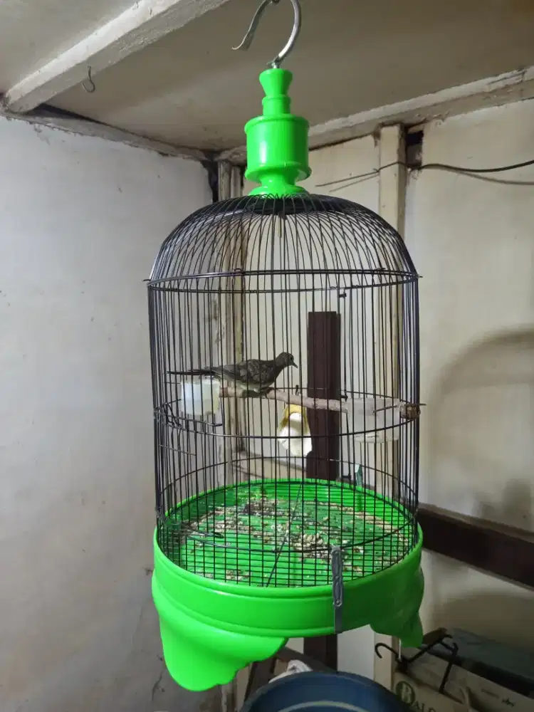 Perkutut lokal fullset sangkar