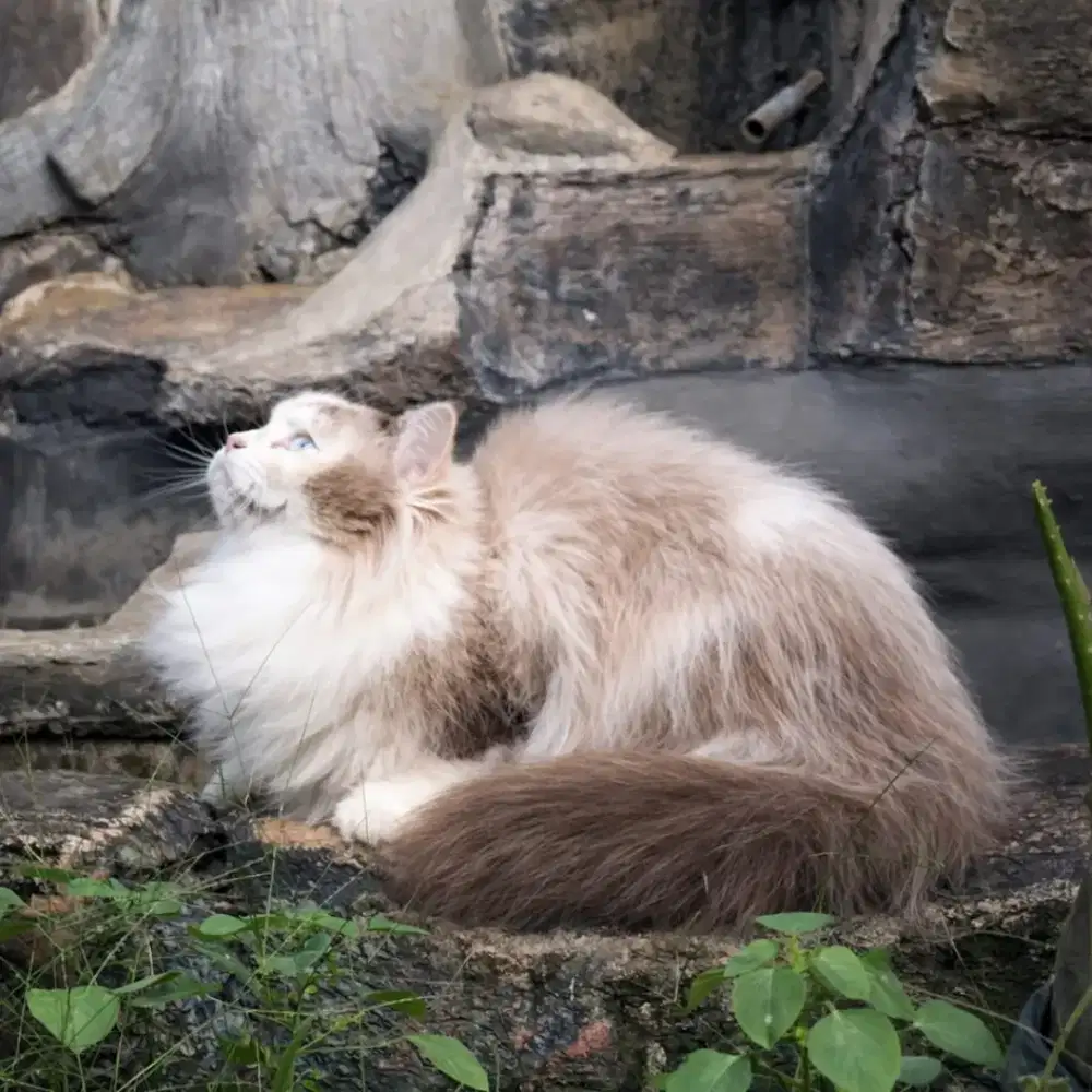 Ragdoll bonus hamil