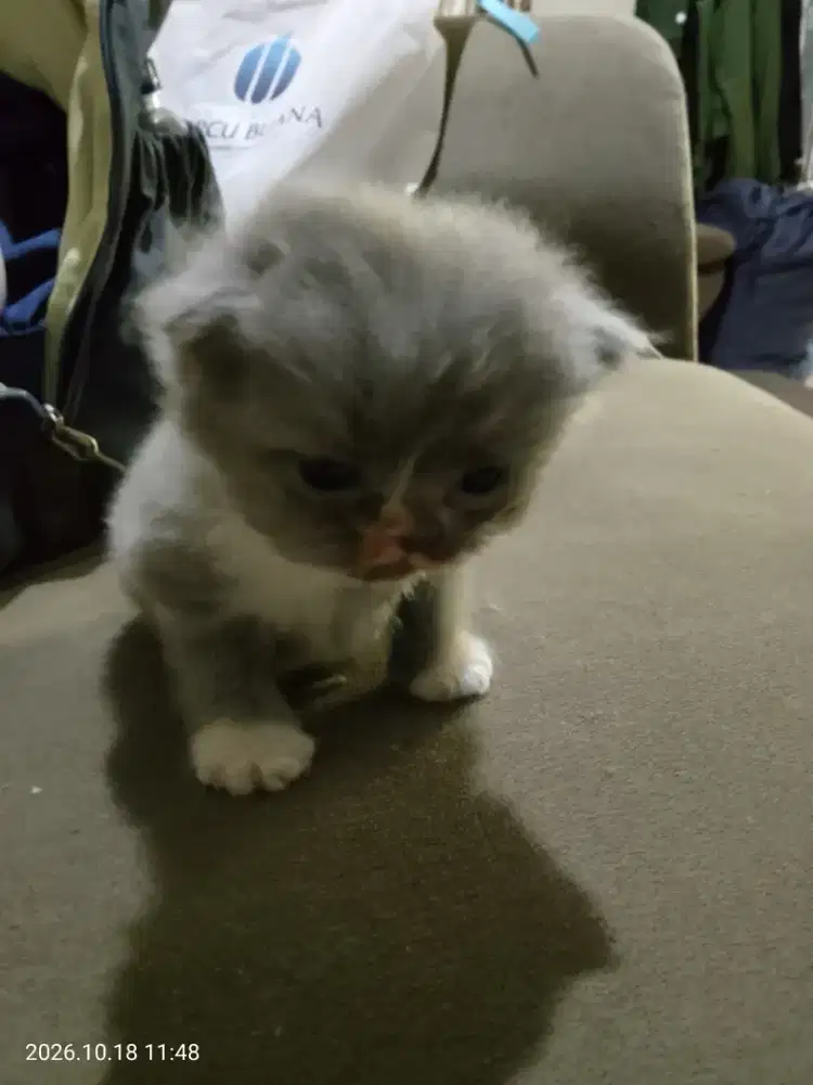 Kucing Persia mix Himalaya