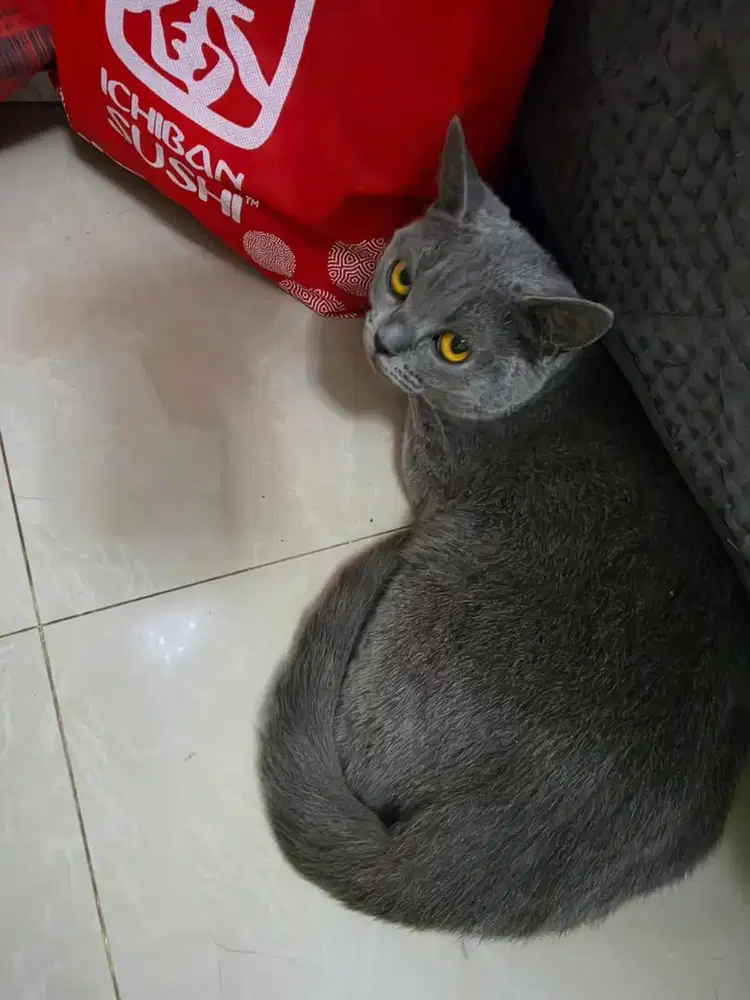 Kucing BSH Non Ped