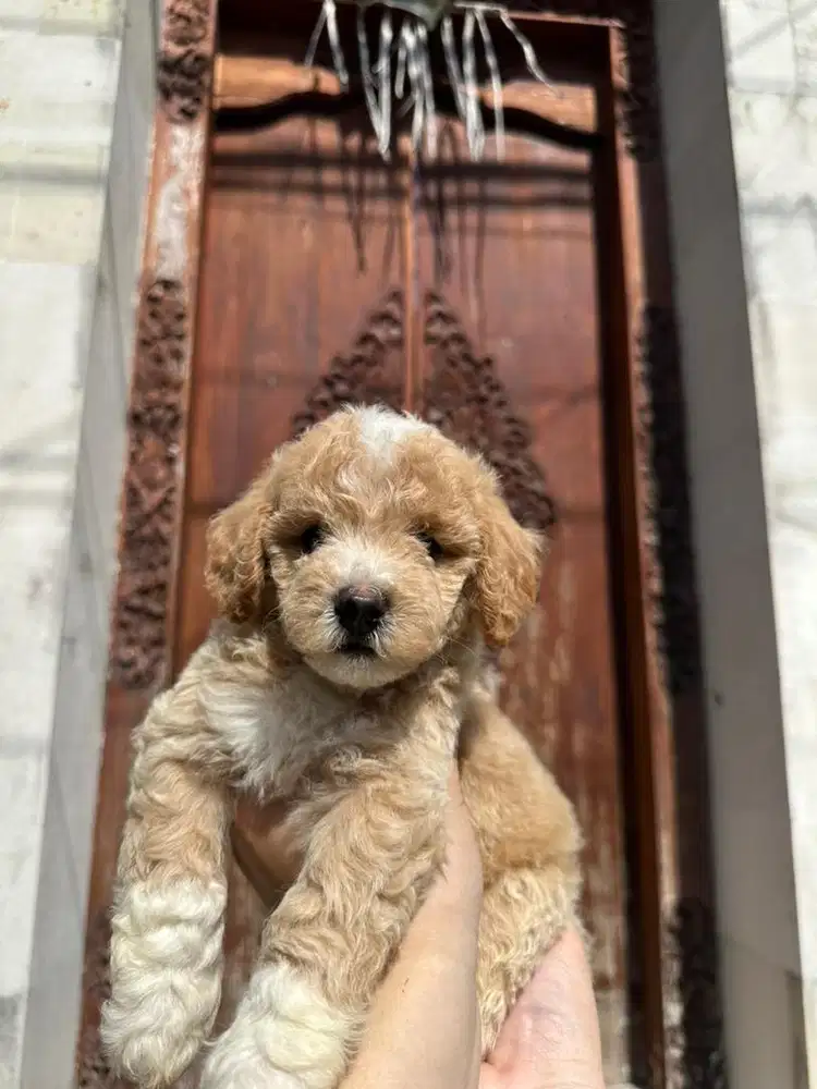Toy Poodle (Pure)
