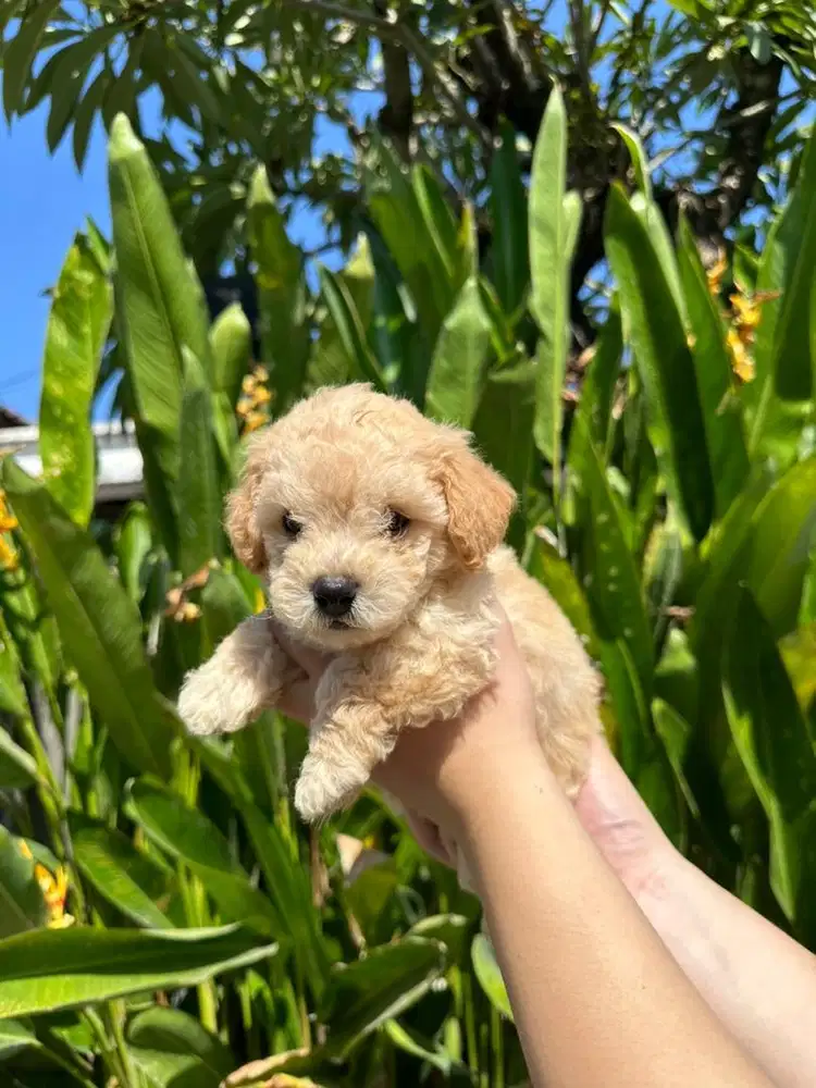 Toy Poodle (Pure)