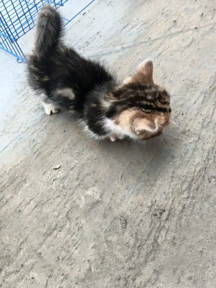 Open Adopsi Kitten Persia Munchkin jantan