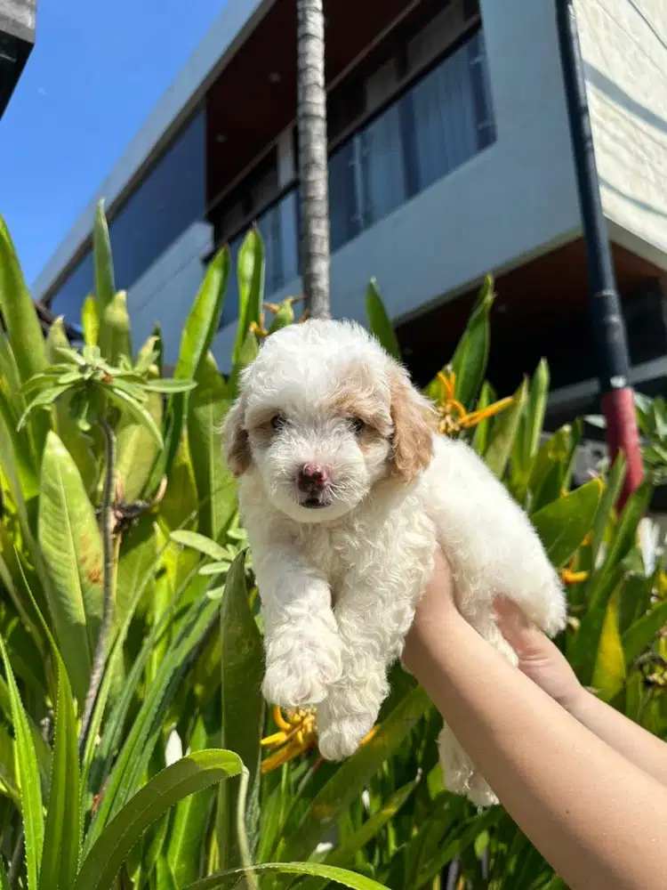 Toy Poodle (Pure)