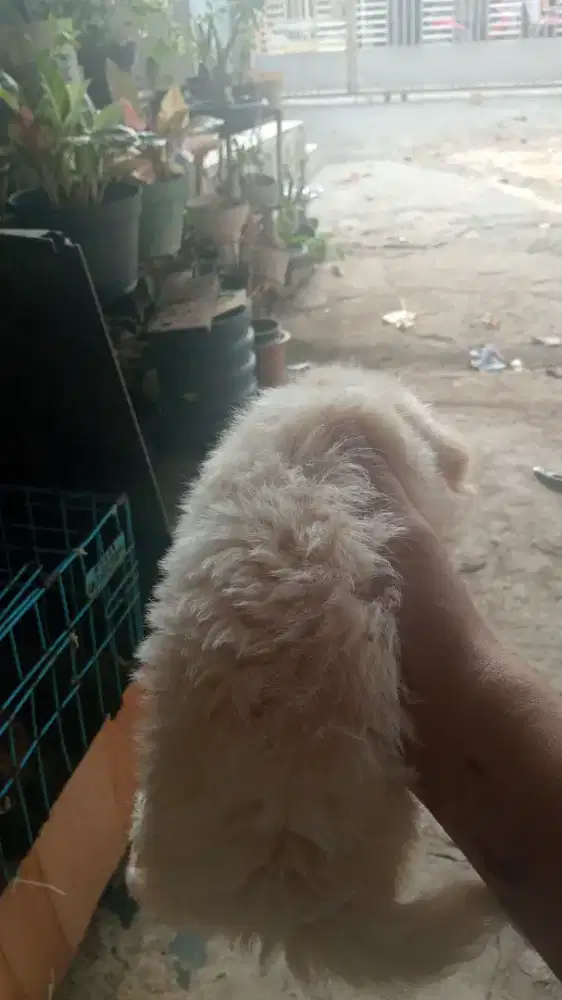 Poodle mix pom  banyak bulu