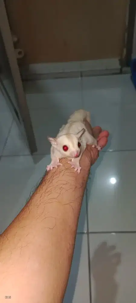 Sugar Glider Joey Creamino