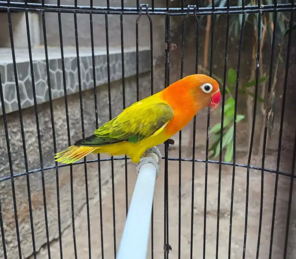 Lovebird Biola Euwing Betina Dewasa