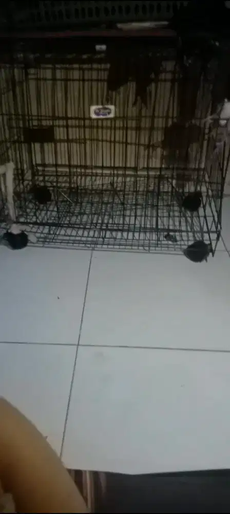 Jual kamdang kucing 3 susun