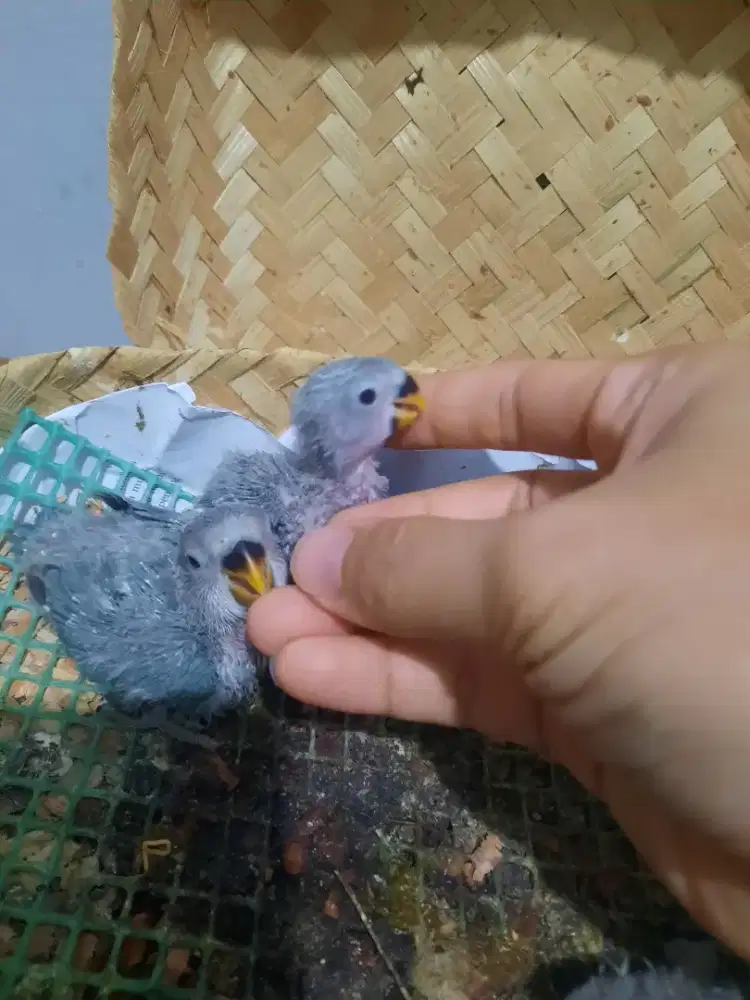 Lolohan Lovebird NonKlep Sehat Respon Bagus